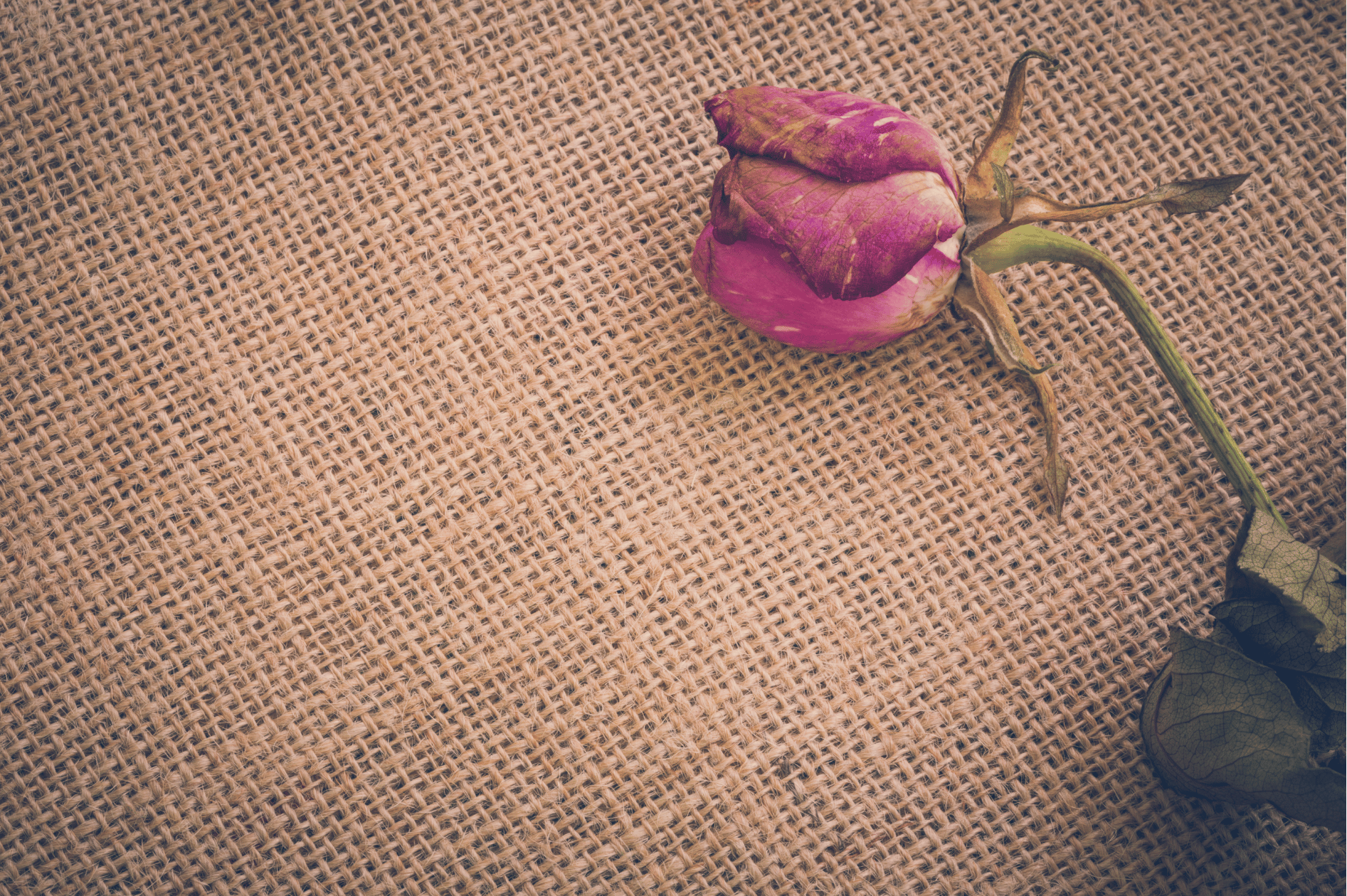 Dry red rose on sackcloth